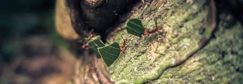 Fleißige Ameisen in Costa Rica