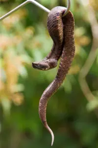 Greifschwanzlanzenotter Costa Rica