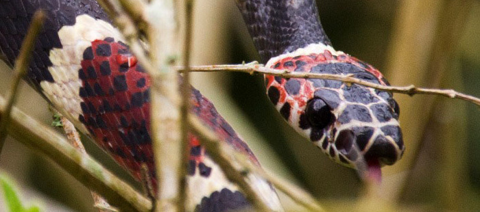 Schlangen in Costa Rica
