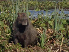 Argentinien-Wasserschwein-Capibara-Carpincho