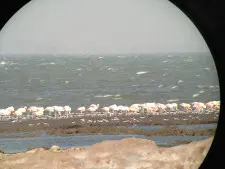 Man sieht Flamingos, die im See Mar Chiquita stehen mit Fernrohrblick