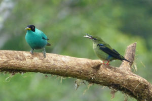 Naschvogel Costa Rica