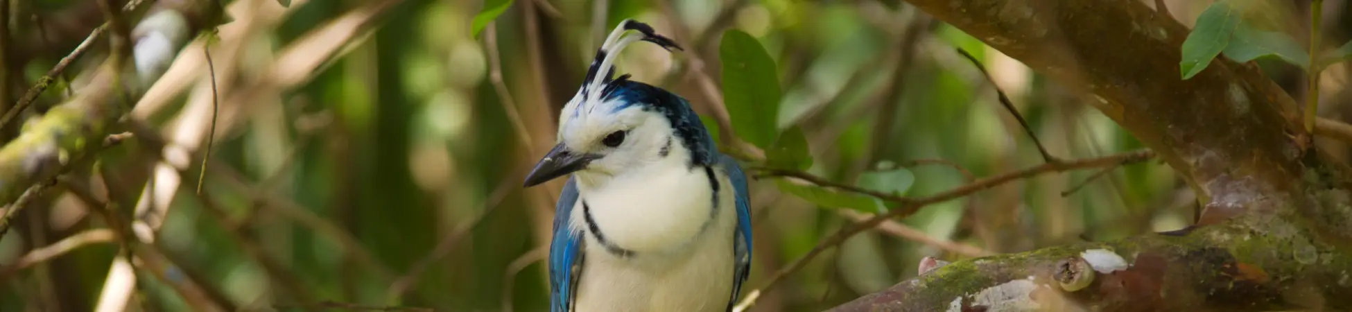 Langschwanzhäher Panama