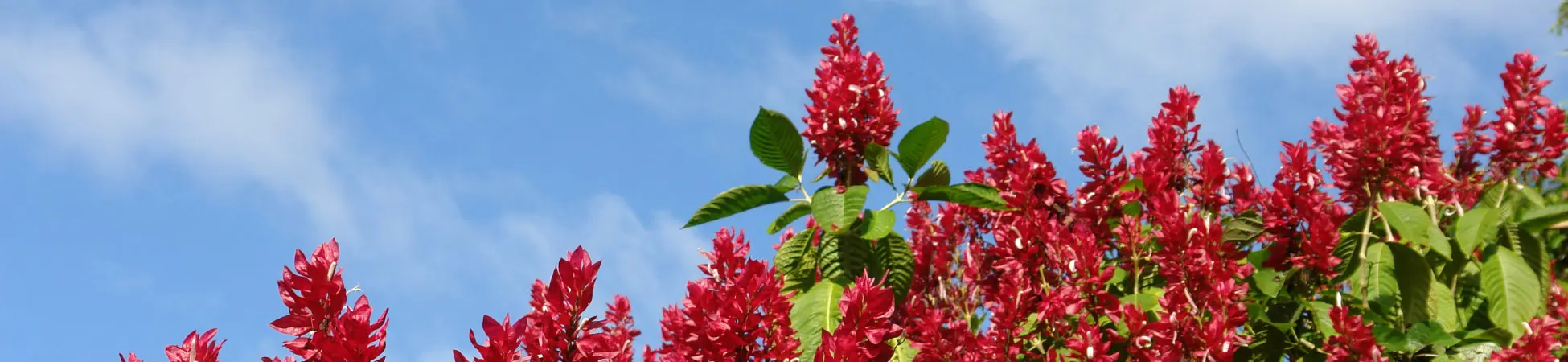 Nicaragua Flora