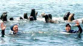 Schwimmen mit Seelöwen