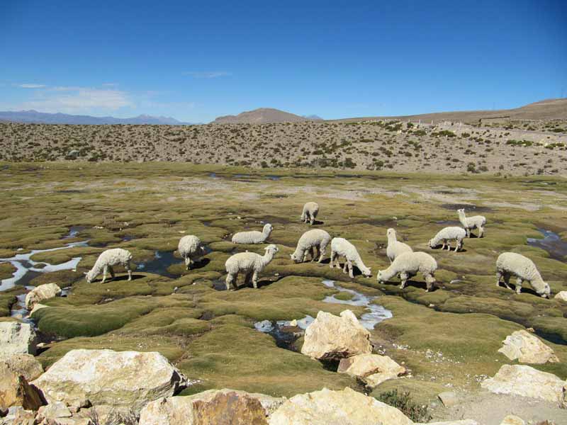 Fauna Peru