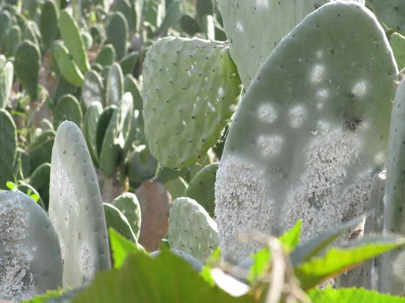 Flora Peru