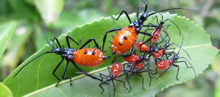 Tiere in Peru - Insekten