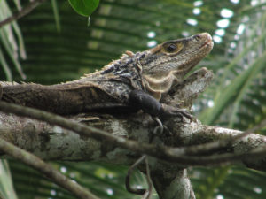 Corcovado Nationalpark Costa Rica