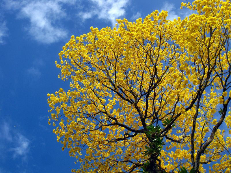 Blühende Bäume in Costa Rica