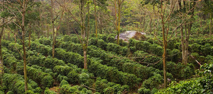 Eine Kafee-Plantage in Costa Rica. Die Kaffee-Pflanzen werden durch Bäume geschützt, die verteilt in der Plantage stehen.