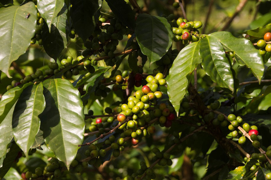 Costa Rica Kaffee