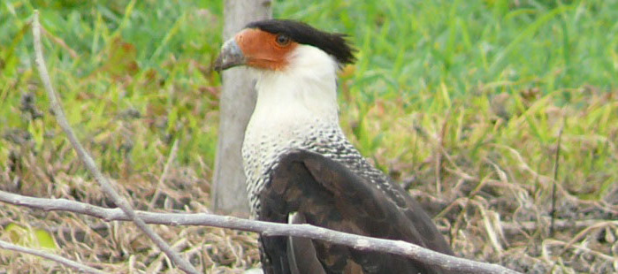 Vogelbeobachtung Playa Soley Costa Rica