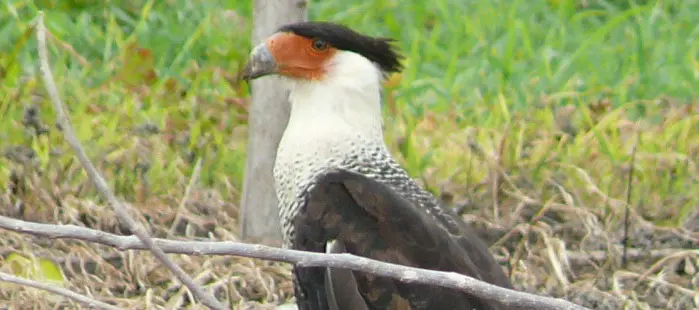 Vogelbeobachtung Playa Soley Costa Rica