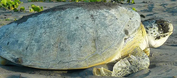 Tortuguero Nationalpark