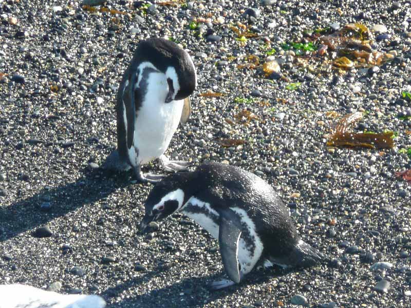 Argentinien Pinguine