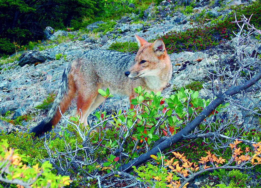 Chile Fauna