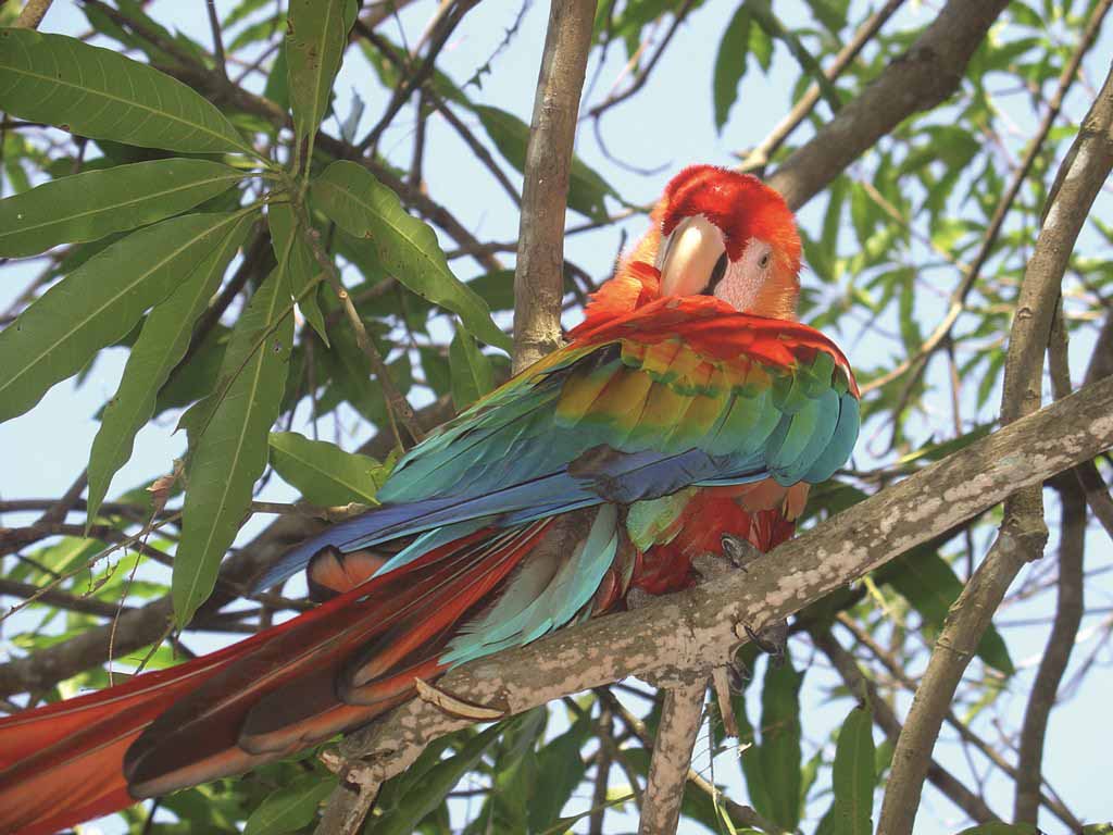 Venezuela Fauna