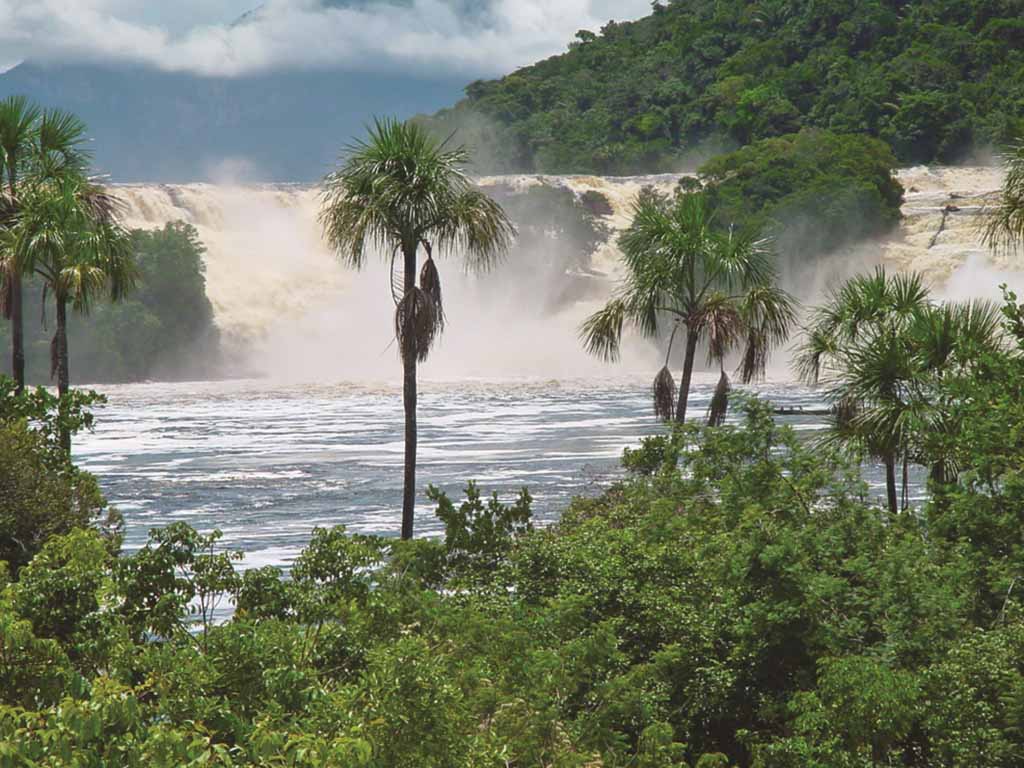 Venezuela Flora