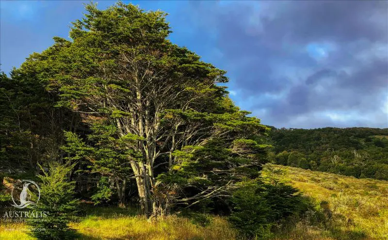 Wälder auf Feuerland in Patagonien