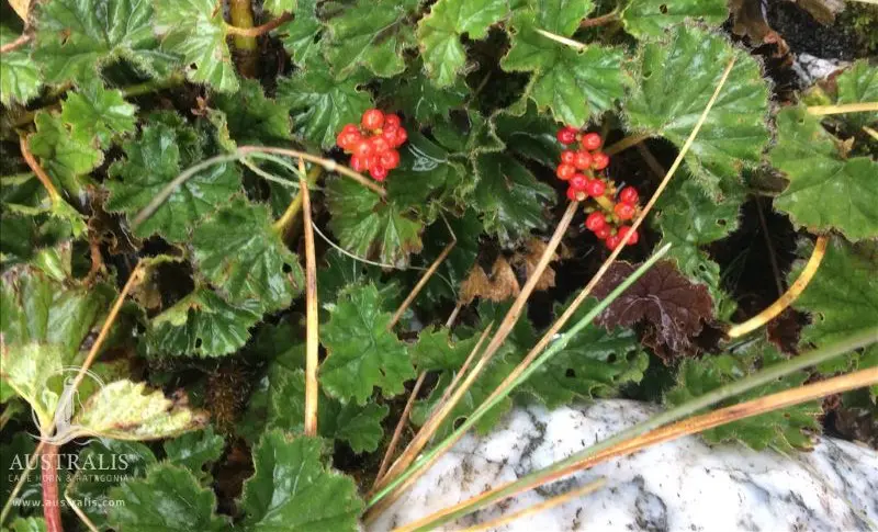 Flora in Patagonien auf Feuerland