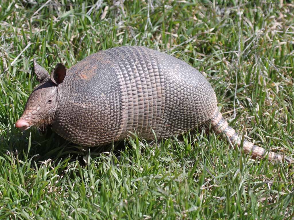 Gürteltiere findet man in Paraguay