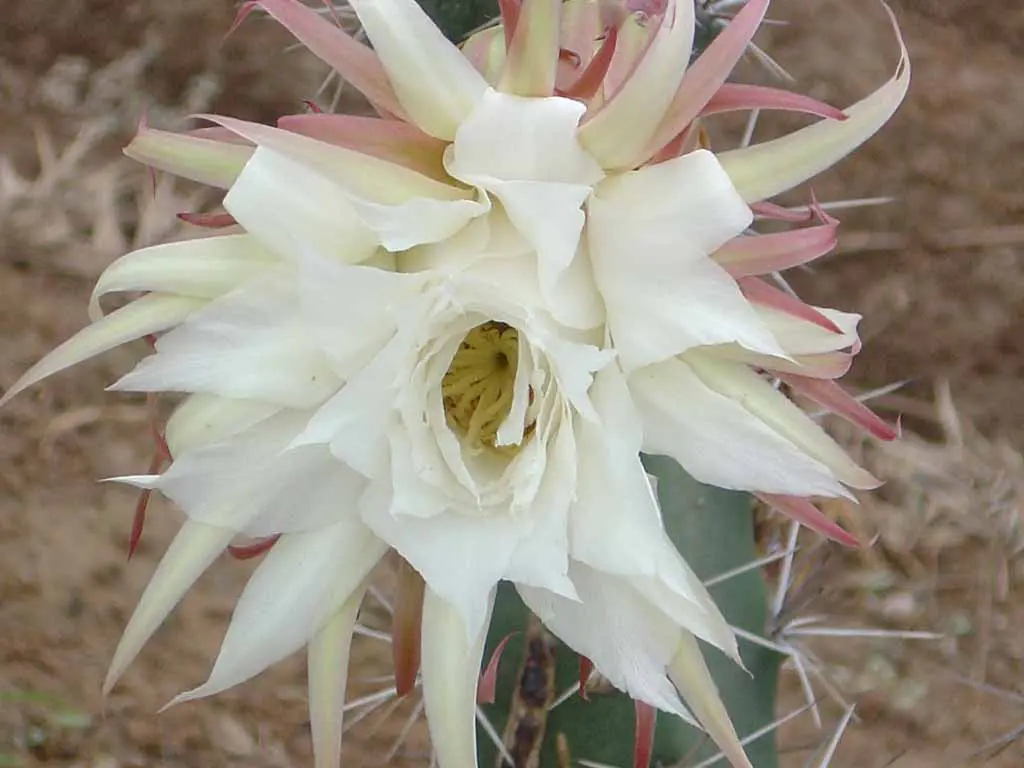 Kaktursblüte im klimatisch trockenen Paraguay