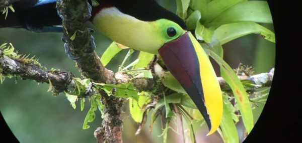 Vogelbeobachtung mit Spektiv: Swainson-Tukan