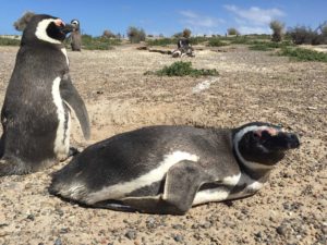 Magellanpinguine in einer Kolonie auf der Halbinsel Valdes