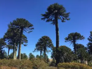 Araucarien Wälder in der argentinischen Seenregion