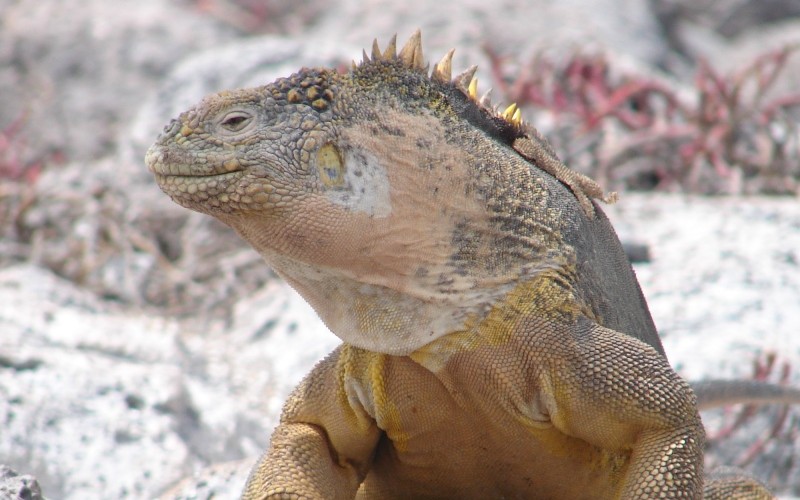 Galapagos Insel Landleguan beim Bootsausflug