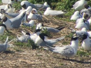 Vögel in den Niederlanden