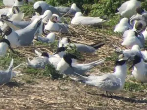 Vögel in den Niederlanden