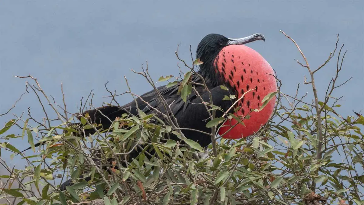 Ein Fregattvogel sitzt im Gebüsch und hat seine typisch rote Kehle aufgeblasen