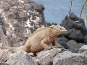 Landleguan