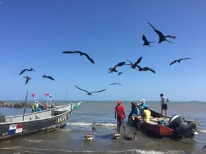 Panama Reise mit Besuch der Azuero Halbinsel