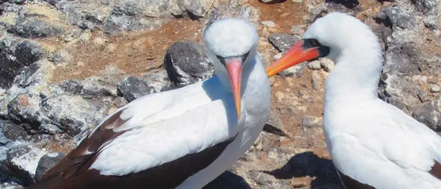 Besuch der Galapagos Insel Española mit zahlreichen Nazcatölpeln.