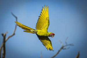 Soldatenara im Flug