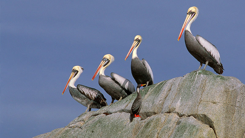 Vogelbeobachtungen in Chile