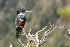 Kingfisher Argentinien