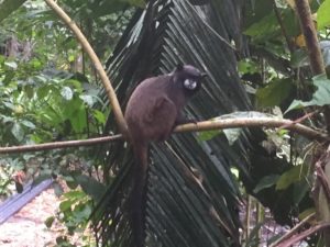 Amazonasregenwald Affen Amazonas