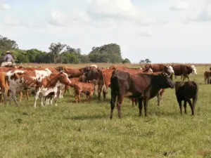 Rinderzucht in Argentinien