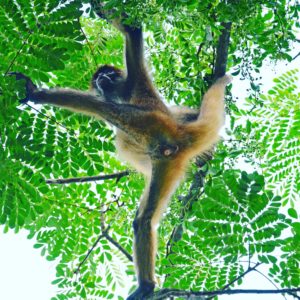 Reisetipps Costa Rica Spidermonkey