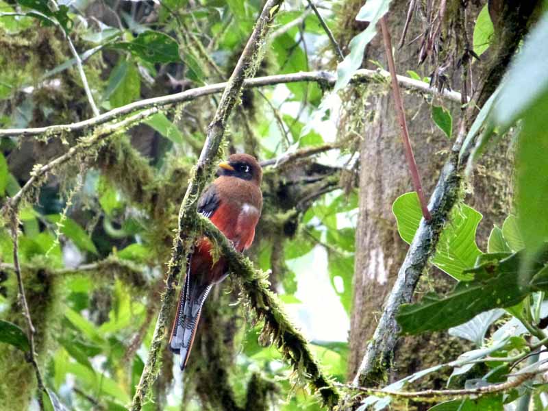 Vogelbeobachtungen bei der Santa Lucia Lodge