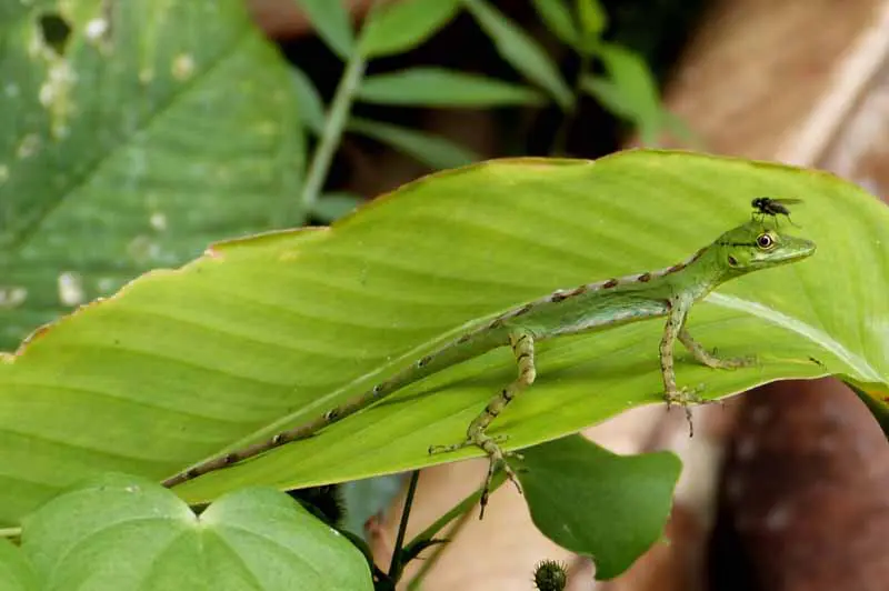 Kleine Reptilien in Santa Lucia Reservat