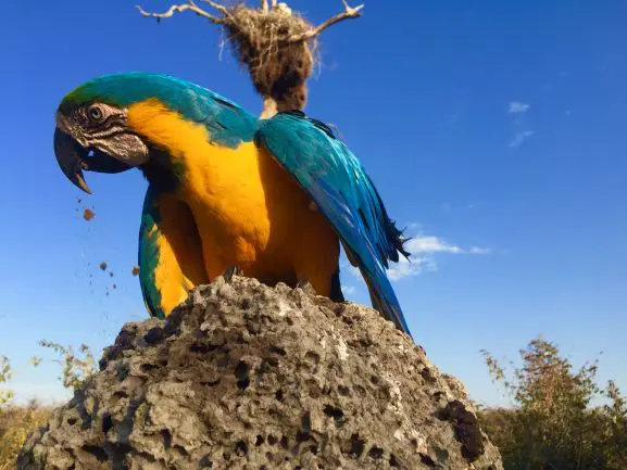 bunt gefiederte Fauna im Pantanal in Brasilien