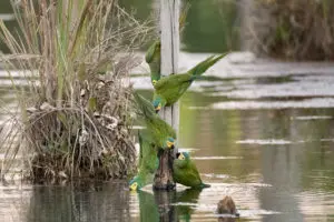 Aras an der Tränke im Pantanal