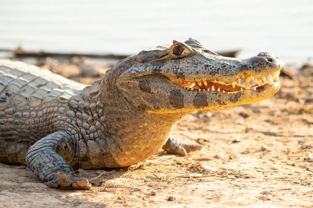 Pantanal Kaiman