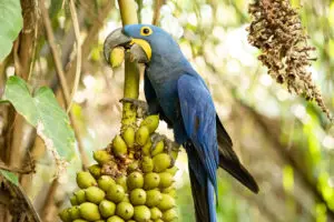 Bianca Hahn Pantanal