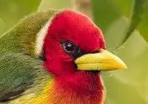 Andenbartvogel in Costa Rica